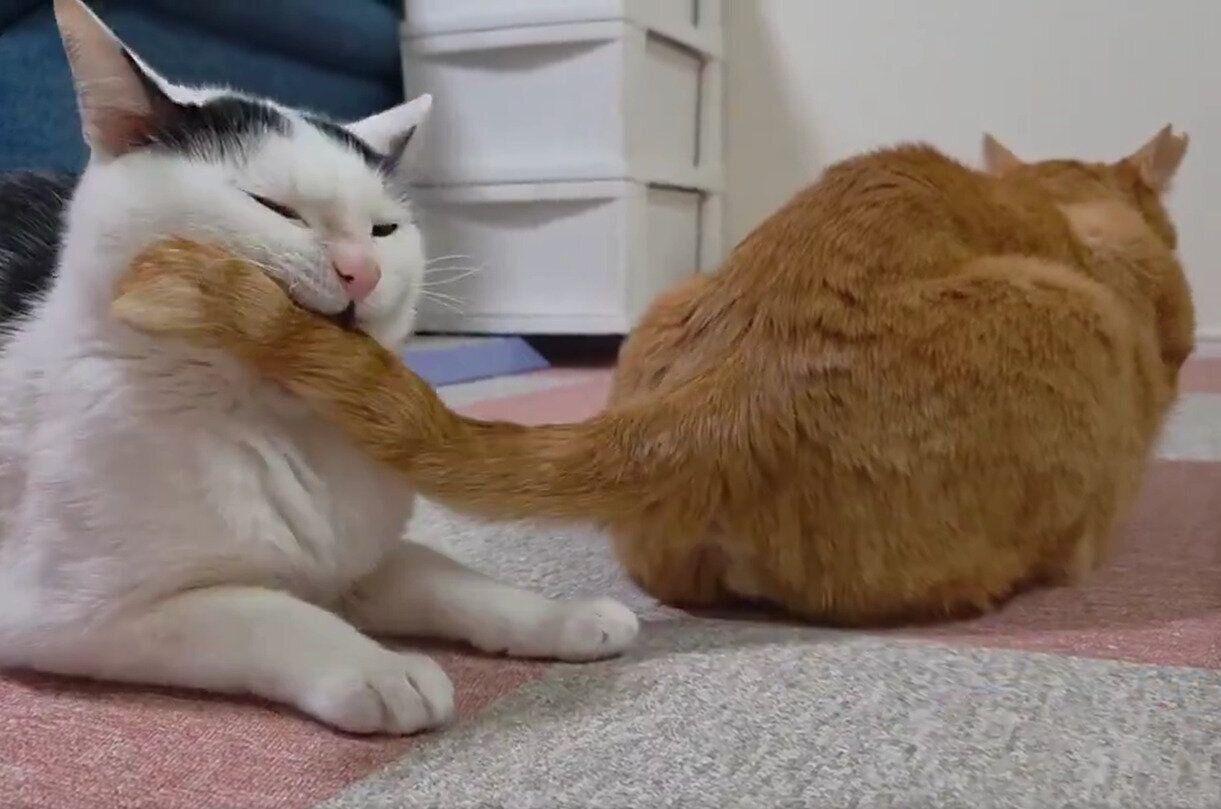 揺れていたちゃーくんのしっぽがこもちゃんの口にカポッ！