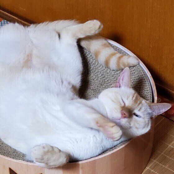 ヘソ天するシャム