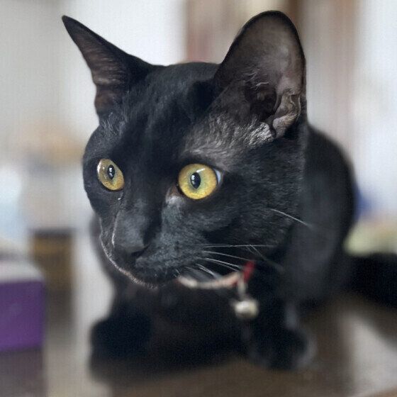 見つめるランくん（MIX）