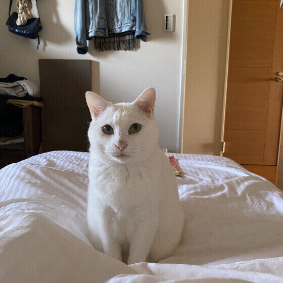 MIXのももちゃん