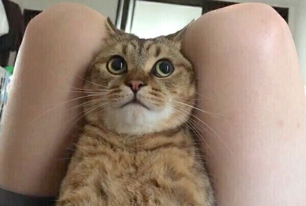 腹筋中の飼い主さんの足の間に挟まるみにらくん