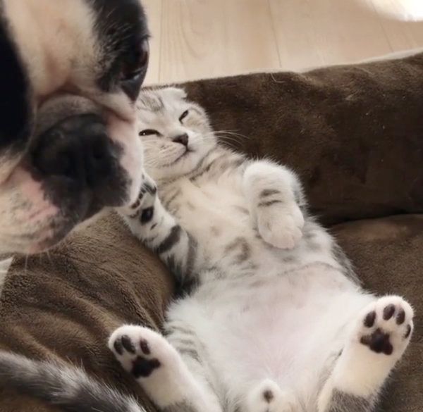 じゃれ合うボストン・テリアとスコティッシュフォールド