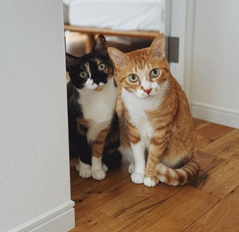 インターホンにビビるチャビくんとモチャちゃん。