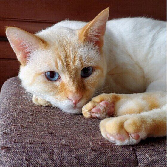 シャムのしろくん