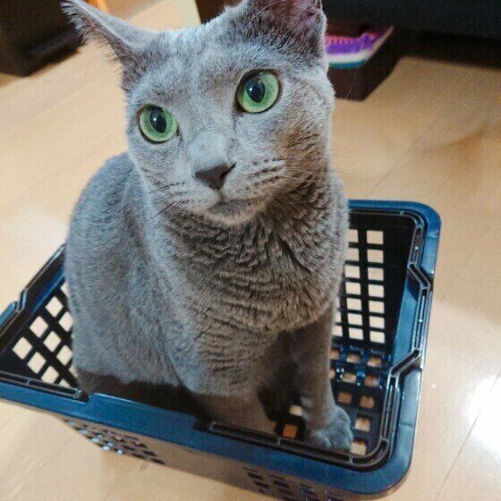 カゴの中に入るロシアンブルー