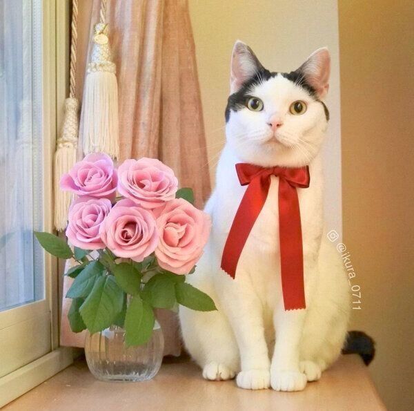 見つめるいくらちゃん