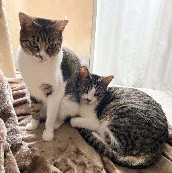 仲良しなわらびちゃんときなこちゃん