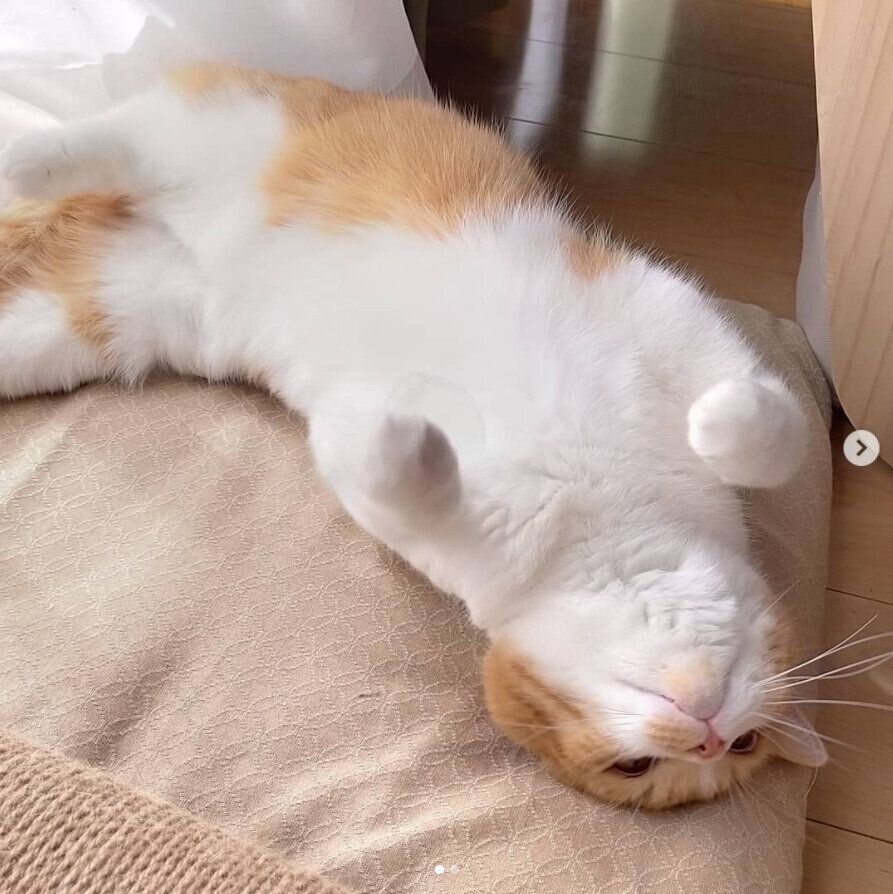 へそ天で寝転がる猫