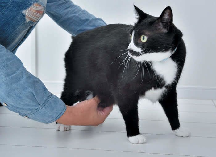 おなかをつまむ