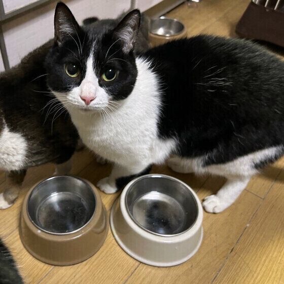 ごはんを待ついつくん