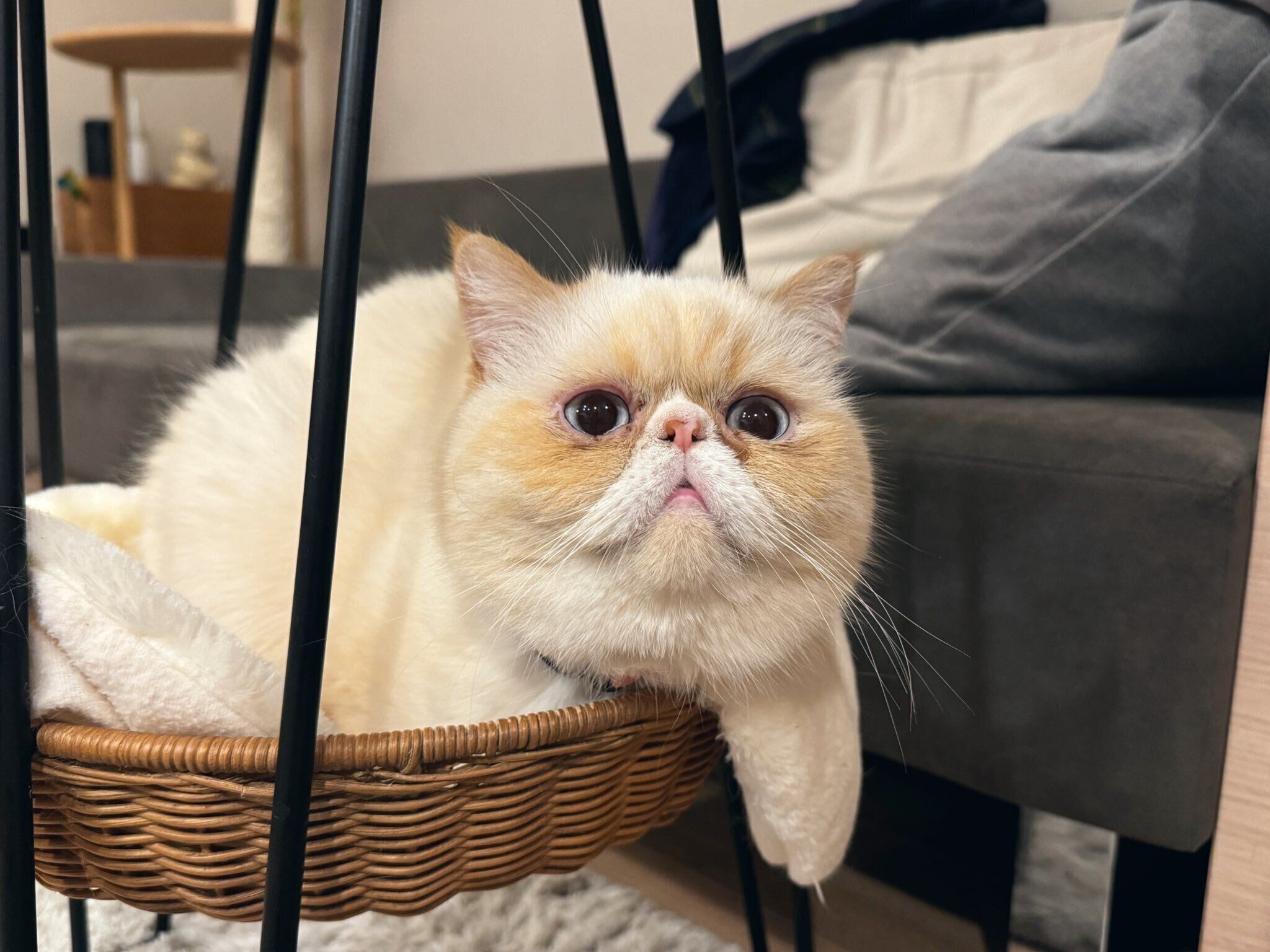 まんまるなしらすくん