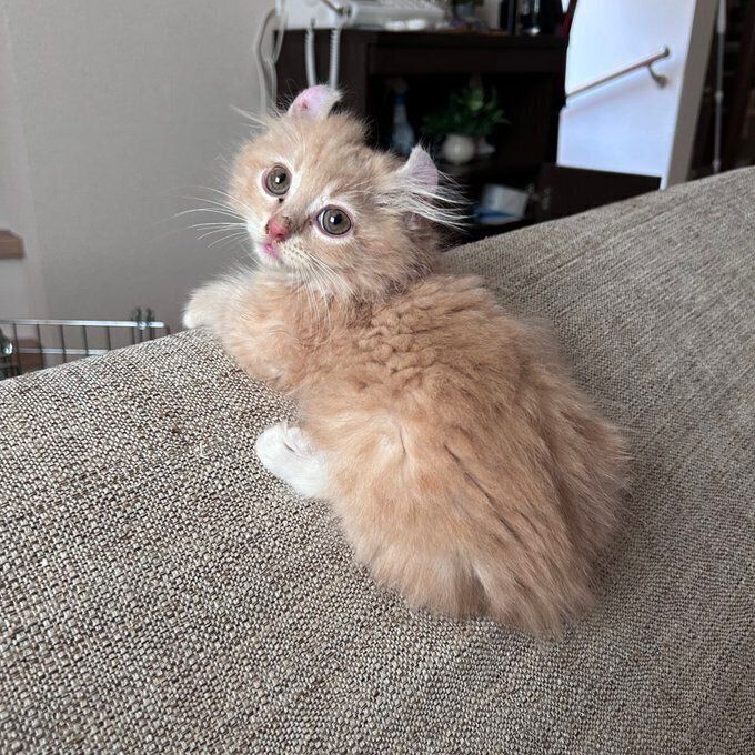 小さくてかわいい　子猫時代のチロルくん