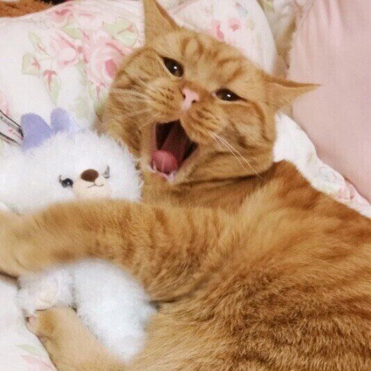 茶トラのチェロン君