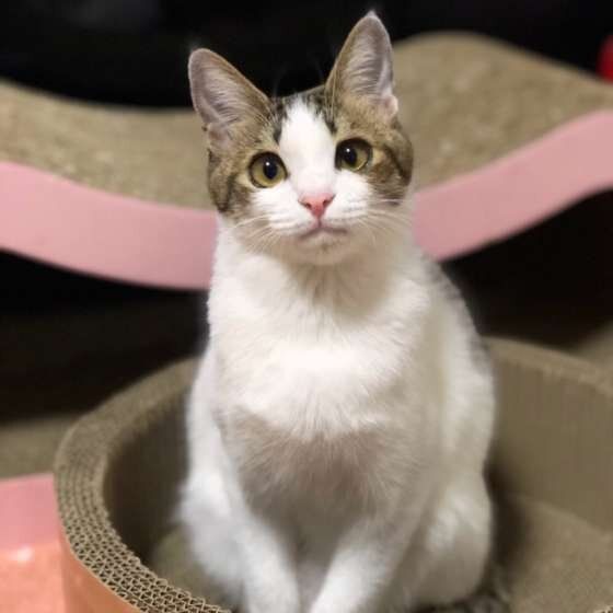 かわいいキジトラ猫