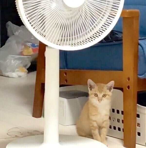 警戒するハマグリちゃん