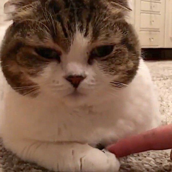 スコティッシュフォールド