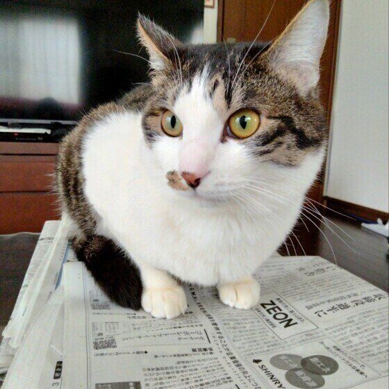 Mix（キジトラ）のがんもくん♪