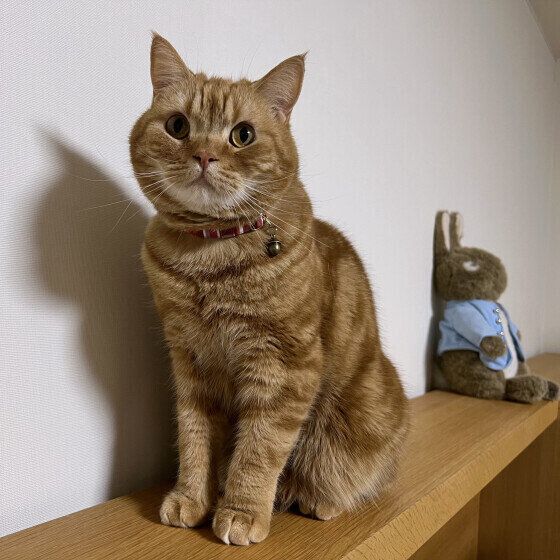 スコティッシュフォールドのこむぎ。ちゃん