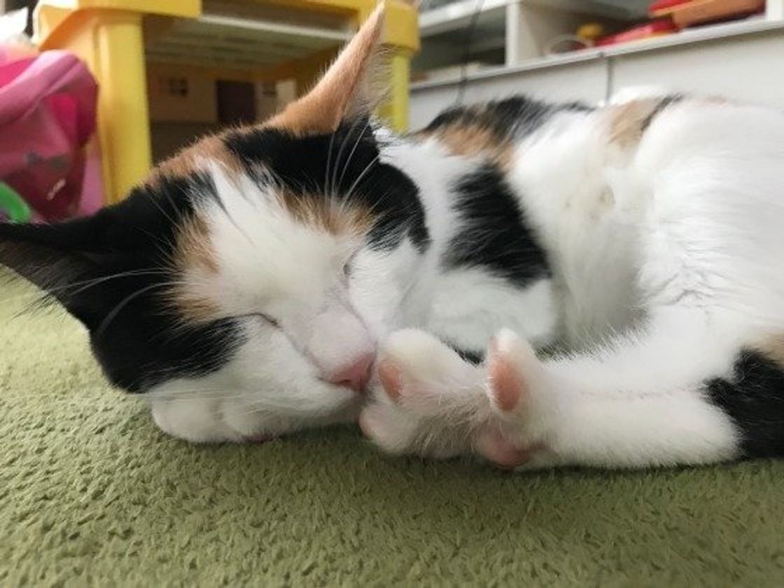 人間がだまされる音 猫の ゴロゴロ音 に隠されたメッセージとは 文春オンライン