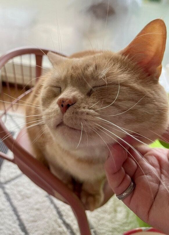  飼い主に甘えるアメリカンショートヘア