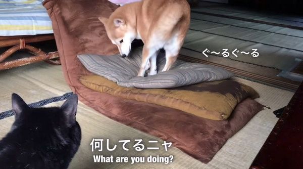 ぐるぐる回る柴犬②