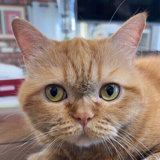 エキゾチックショートヘアのゆずちゃん