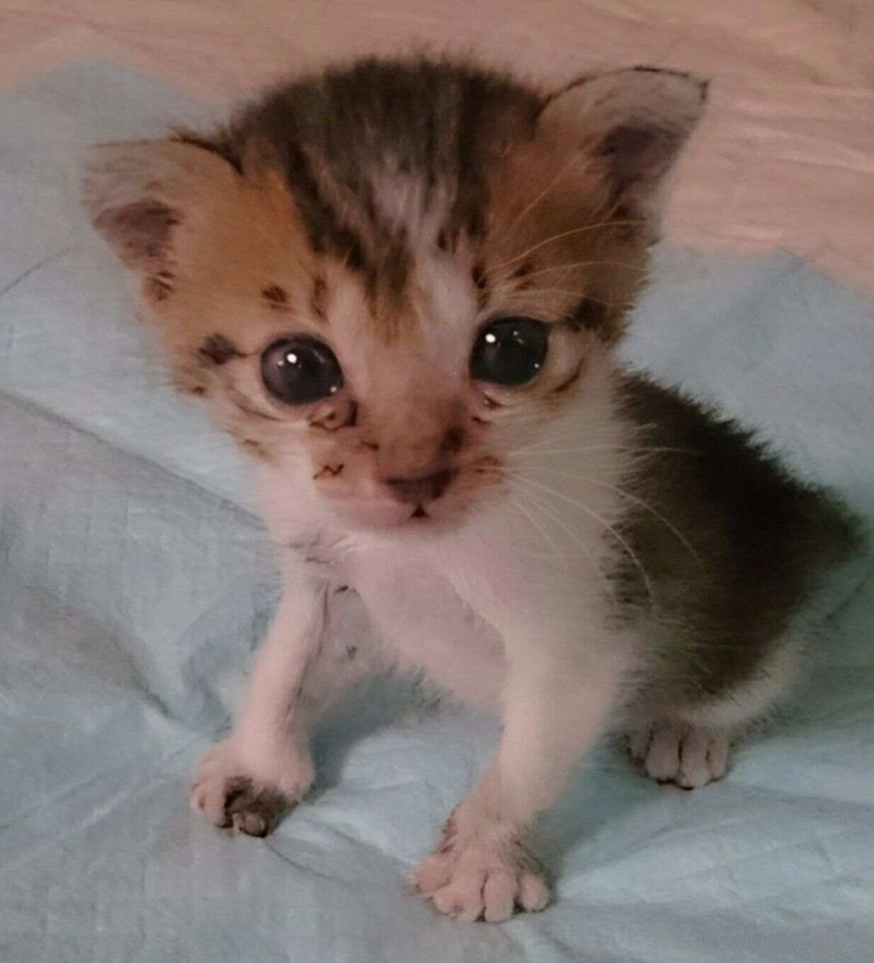 お迎え当時のつくねちゃん