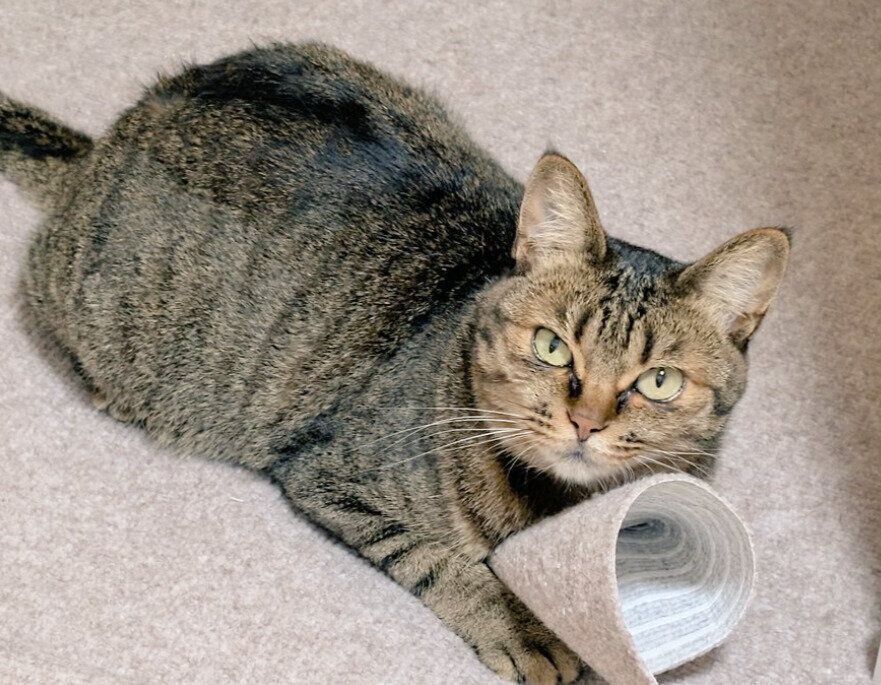 4才の猫
