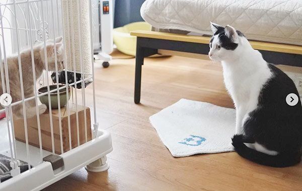 パンきゅんとねくすちゃん