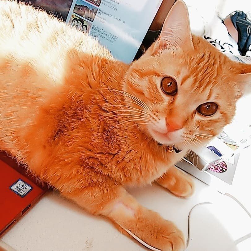 邪魔をする茶トラ