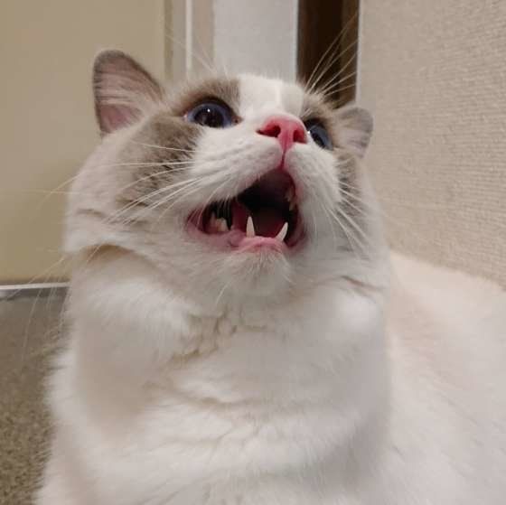 口を開けるラグドール