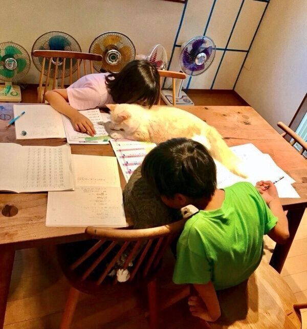 「猫吸い」をする子どもたち