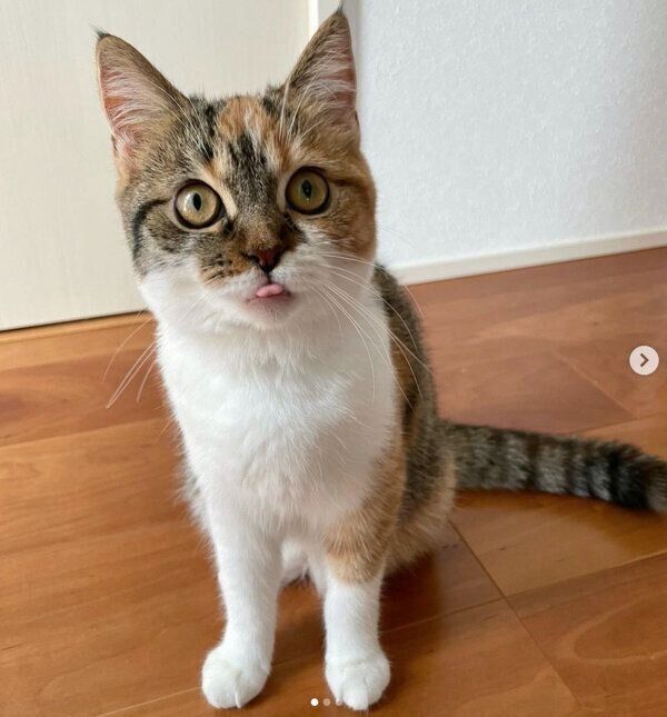 舌をちょっと出すむぎめちゃん