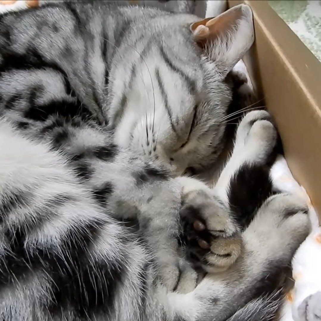 安心して眠るあめちゃん