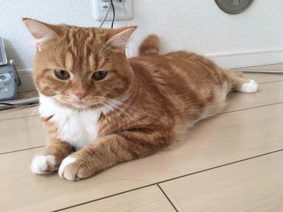 猫が雷を怖がるワケ 不安を取り除くために 飼い主さんができることは ねこのきもちweb Magazine