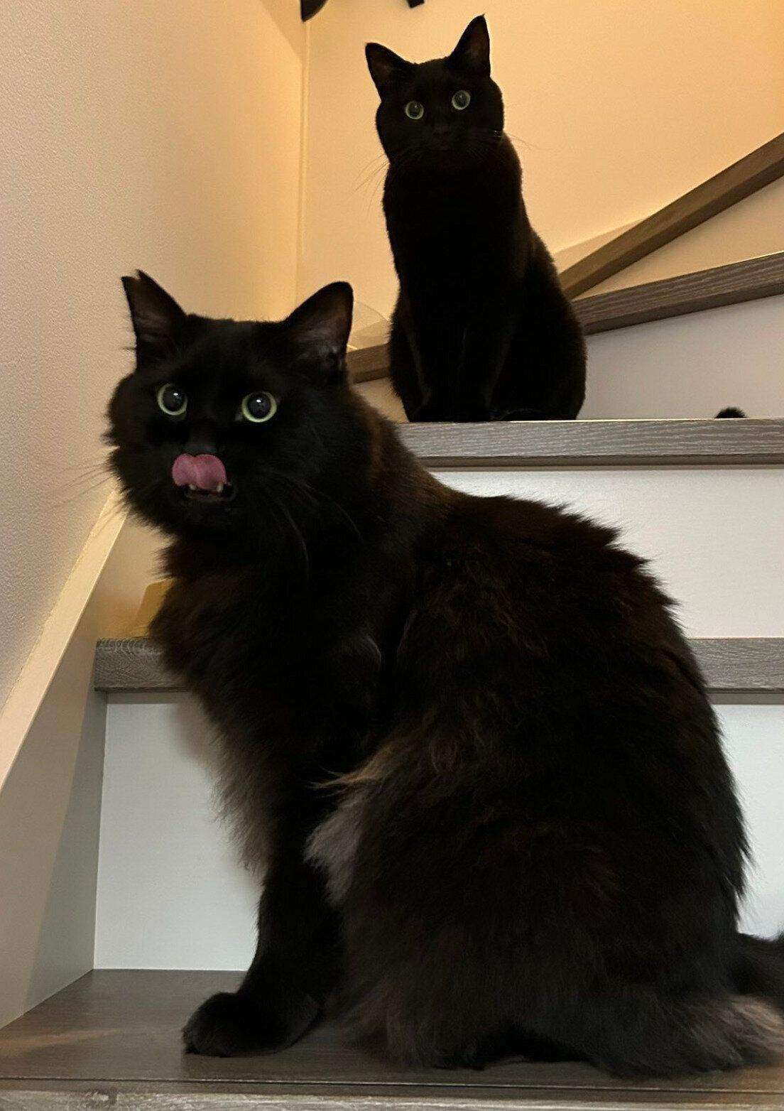 階段で飼い主さんを見つめるりーじくん、もふくん