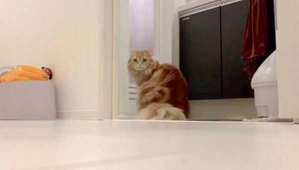 お風呂場の前で座るちくわちゃん