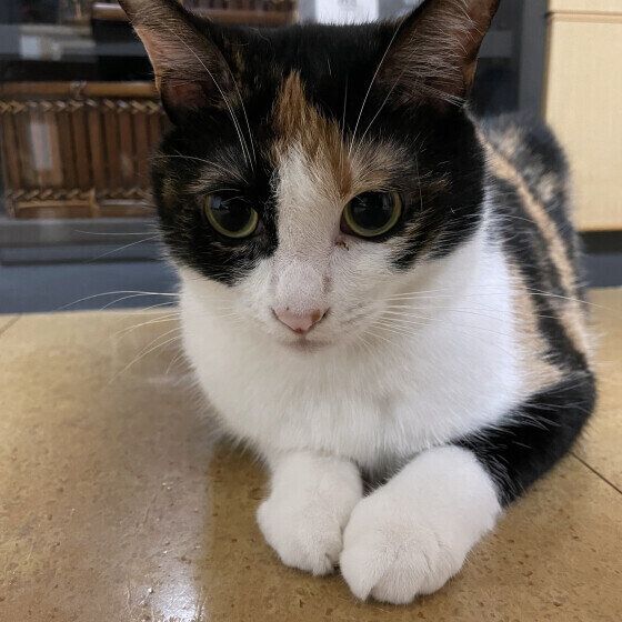 床に伏せるミケ猫