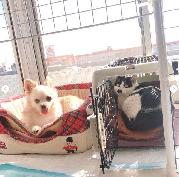 リラックスするウッシーちゃん、ミルクちゃん