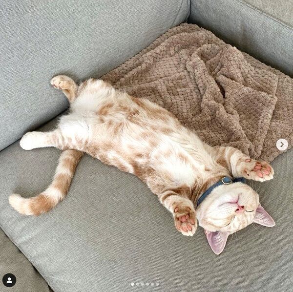 ヘソ天するきなこくん