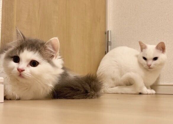 イヴちゃんのことを見つめるエルちゃん