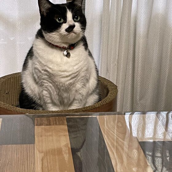 もも  MIX　黒×白　動かないねこ