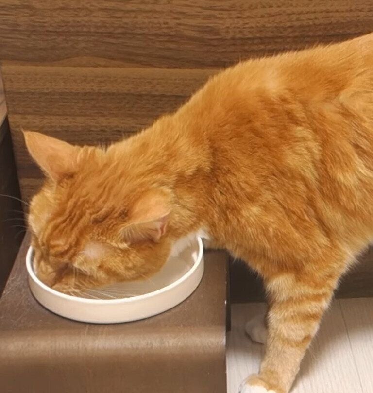 水を飲む猫