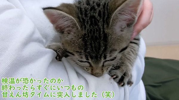 甘える子猫