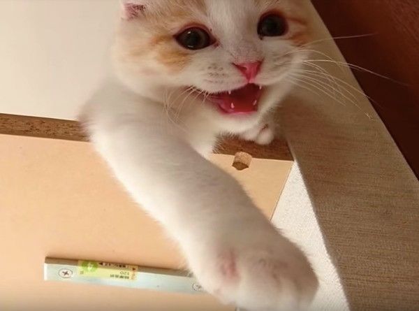 ぴゃぁ〜と鳴くにゃんこ