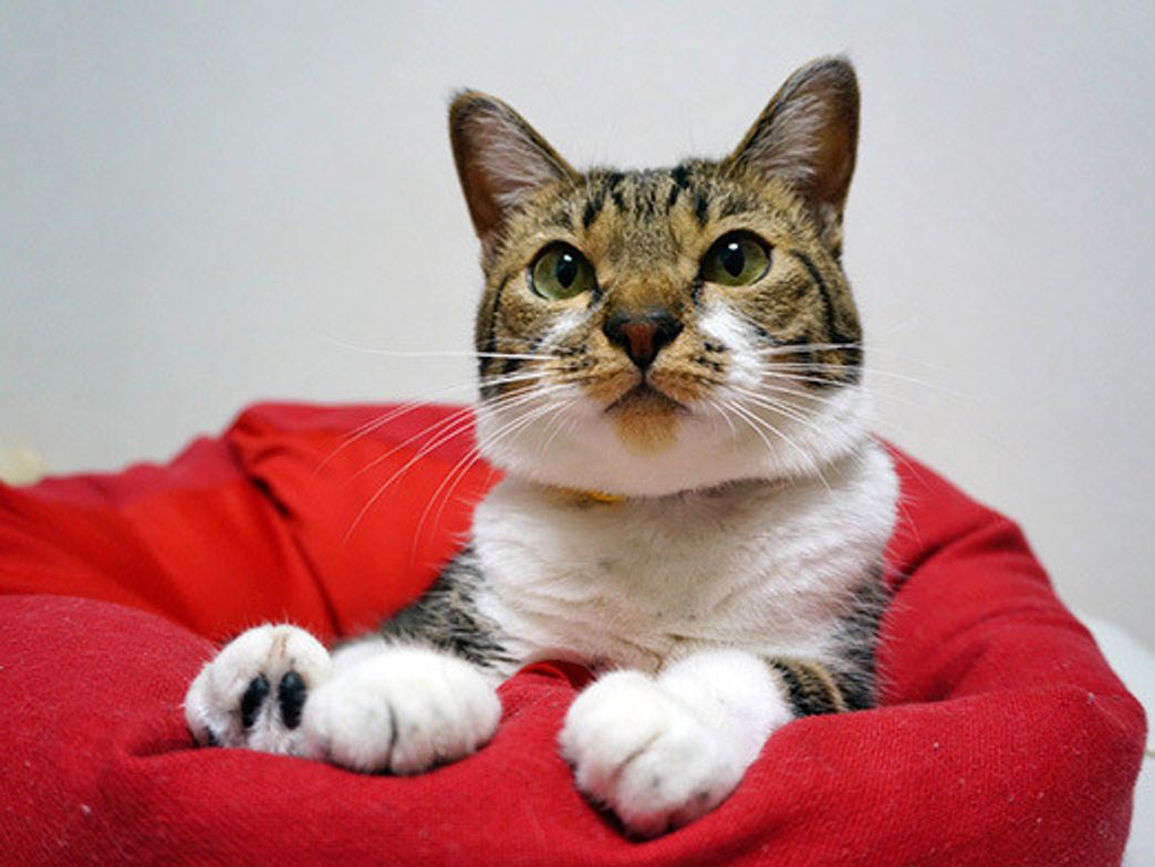 うに もも てんの鳴き声 本日もねこ晴れなりvol 67 ねこのきもちweb Magazine うに もも てんの鳴き声 本日もねこ晴れなりvol 67 ねこのきもちweb Magazine