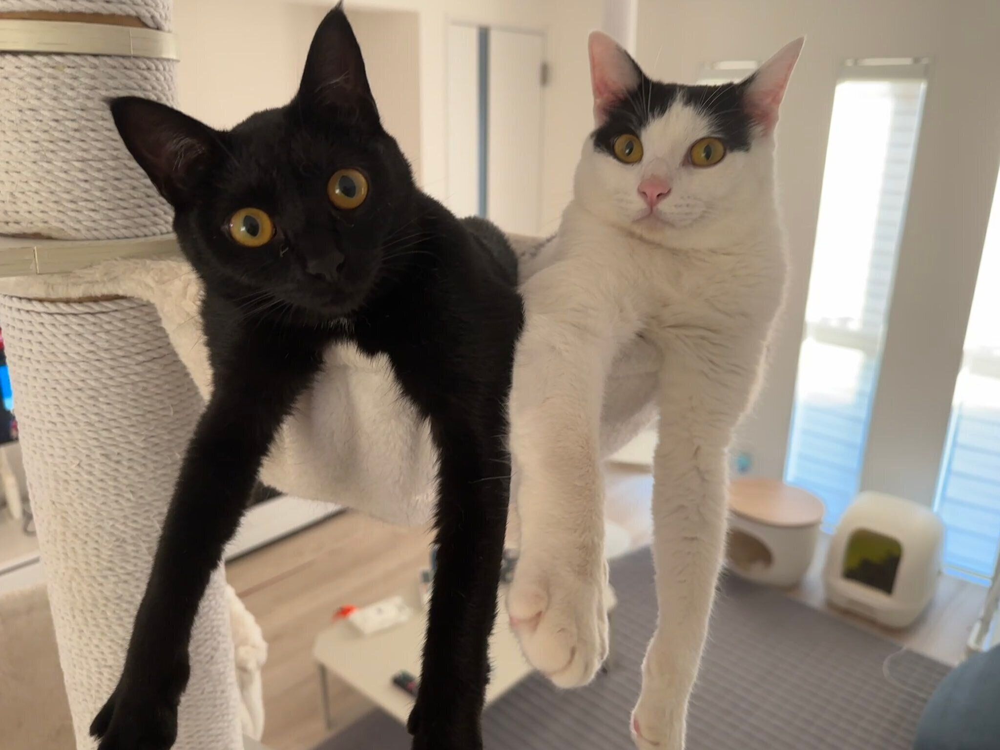 キャットタワーでまったりするおむすびくん、おはぎちゃん