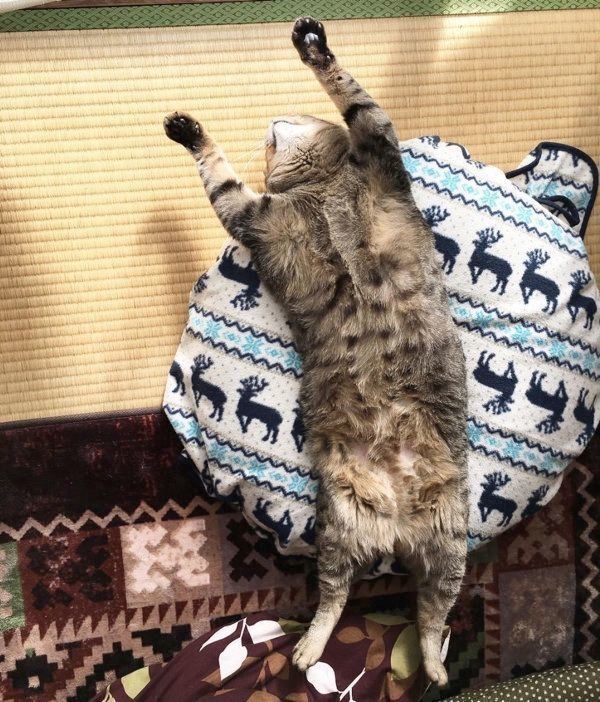 バンザイ寝する猫