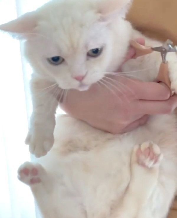 オコ顔をするマンチカン