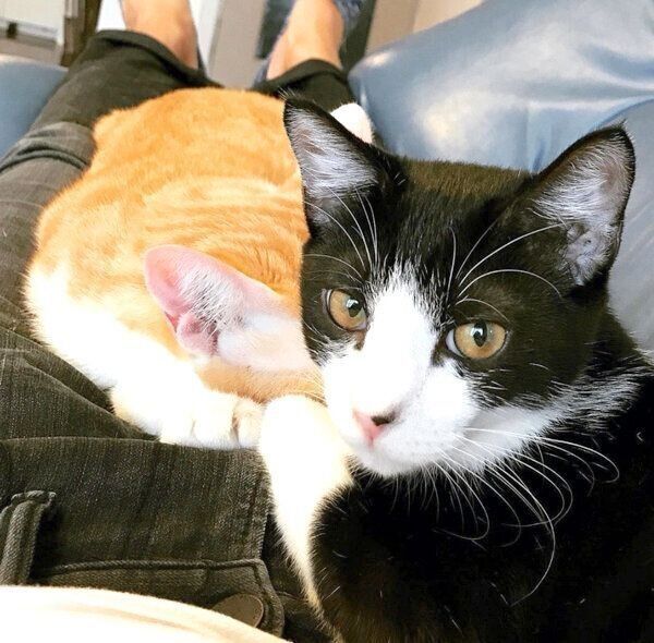 飼い主さんのそばでまったりするむーくん